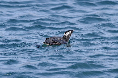 �������� ������